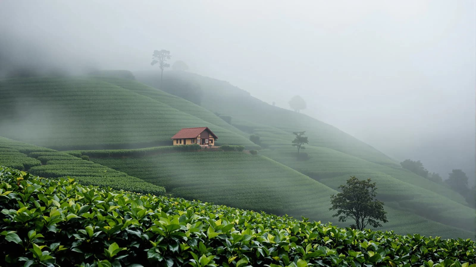 Kaffeehügel im Morgennebel, ein einzelnes Farmhaus-Dach taucht aus dem Dunst auf.