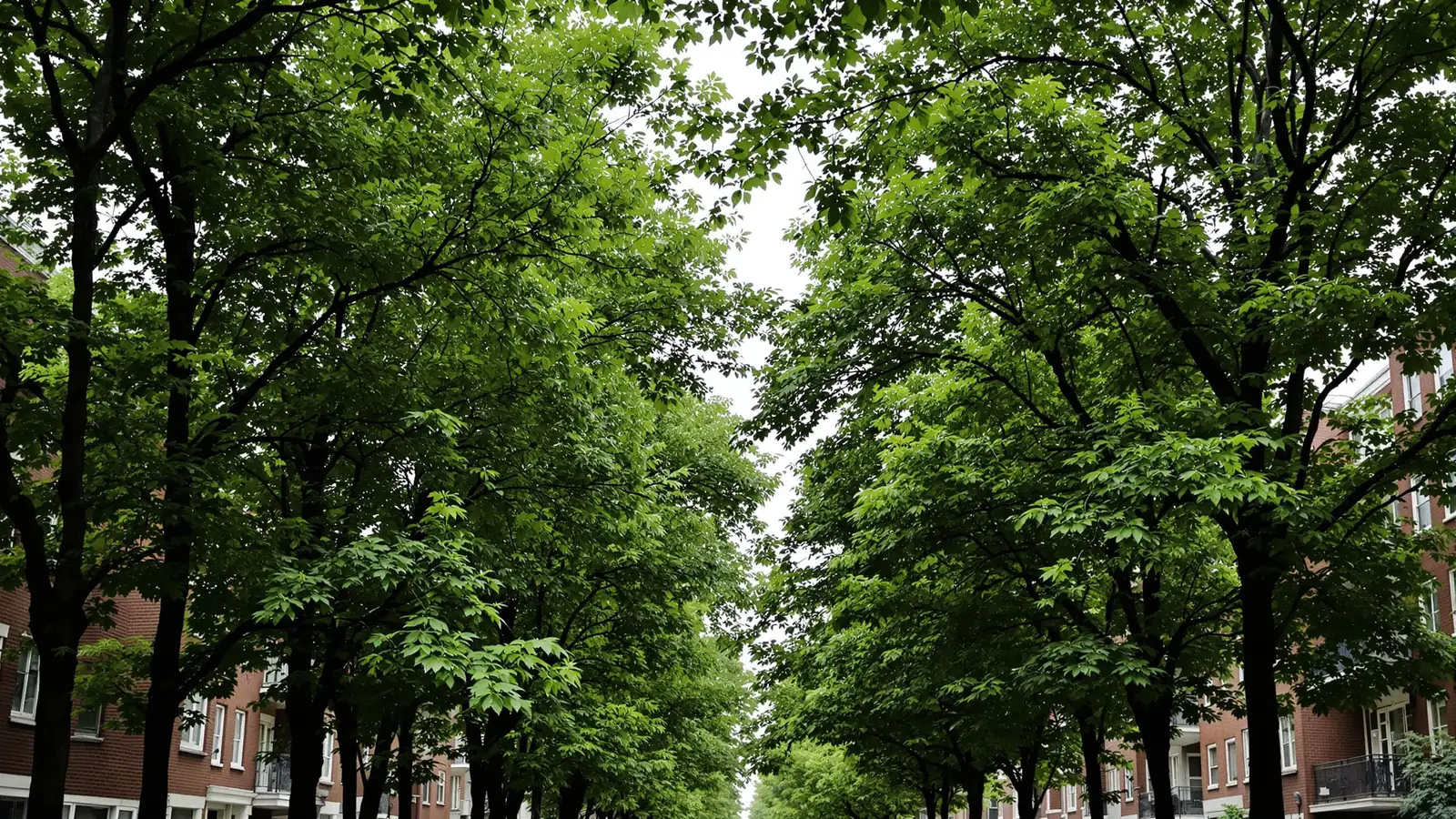 Blick von oben auf die grünen Baumkronen eines Wohnboulevards, nur die Obergeschosse der Häuser sichtbar.