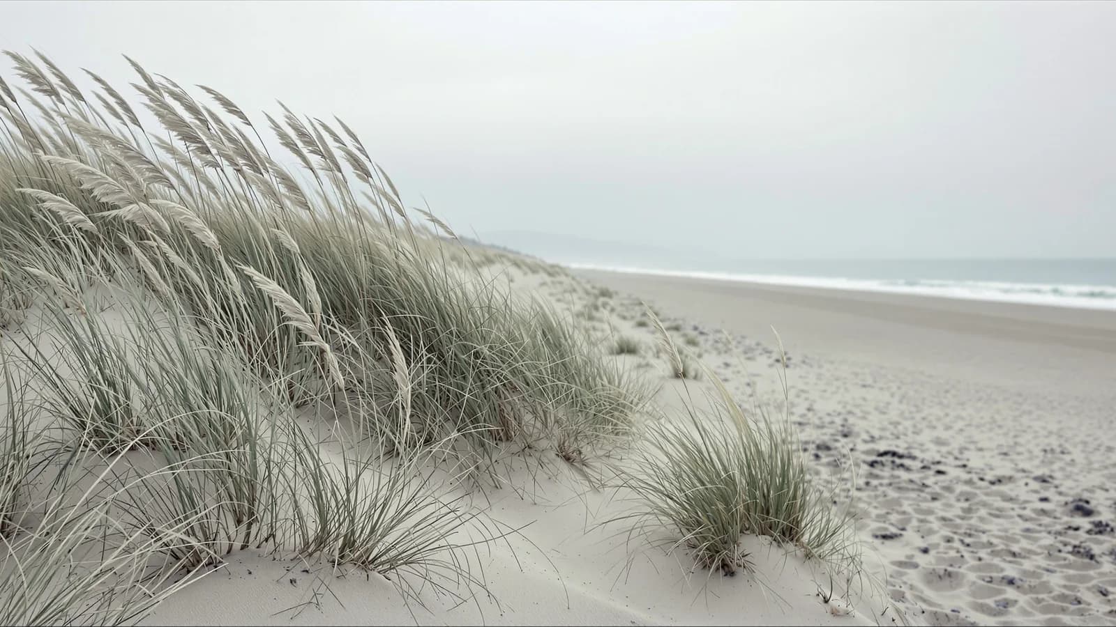 Küstendünen mit Pampasgras im Seewind, dahinter ein leerer Strand und ruhiges Meer.